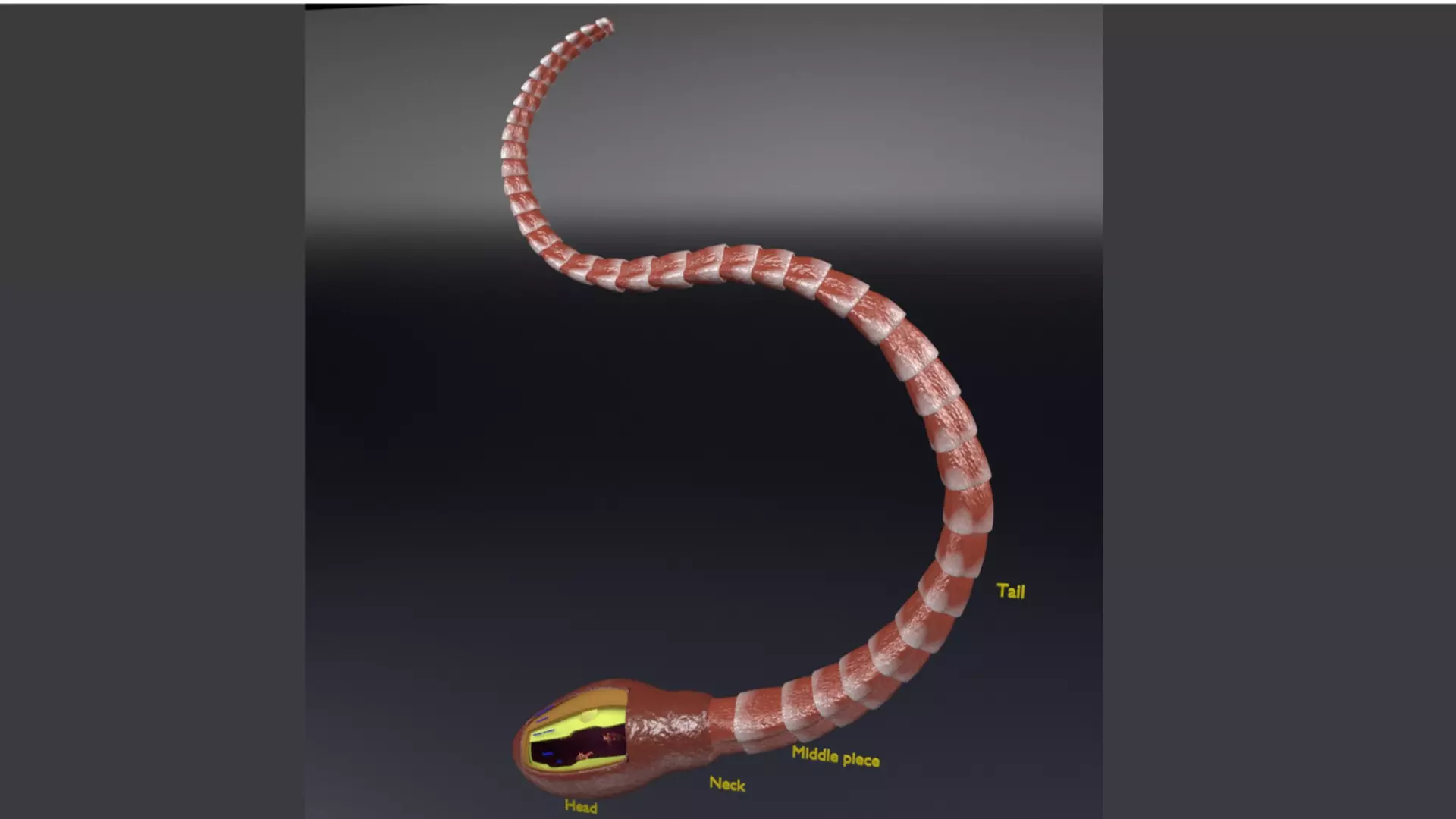 3D sperm spermatozoa 3D model_0