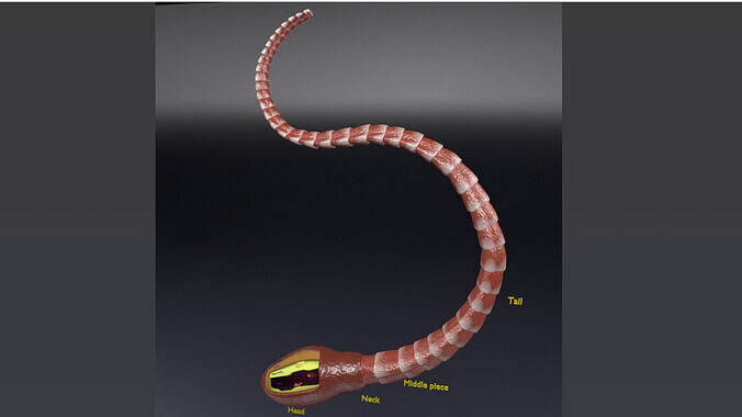 3D sperm spermatozoa  3D model