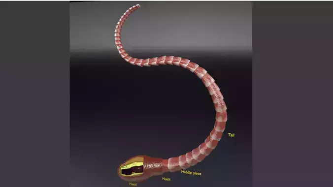 3D sperm spermatozoa 