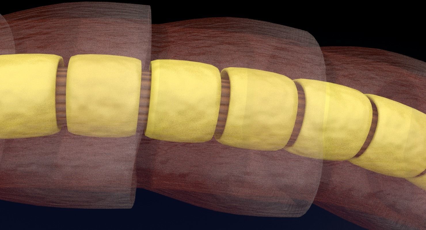 3D sperm spermatozoa 3D model_39