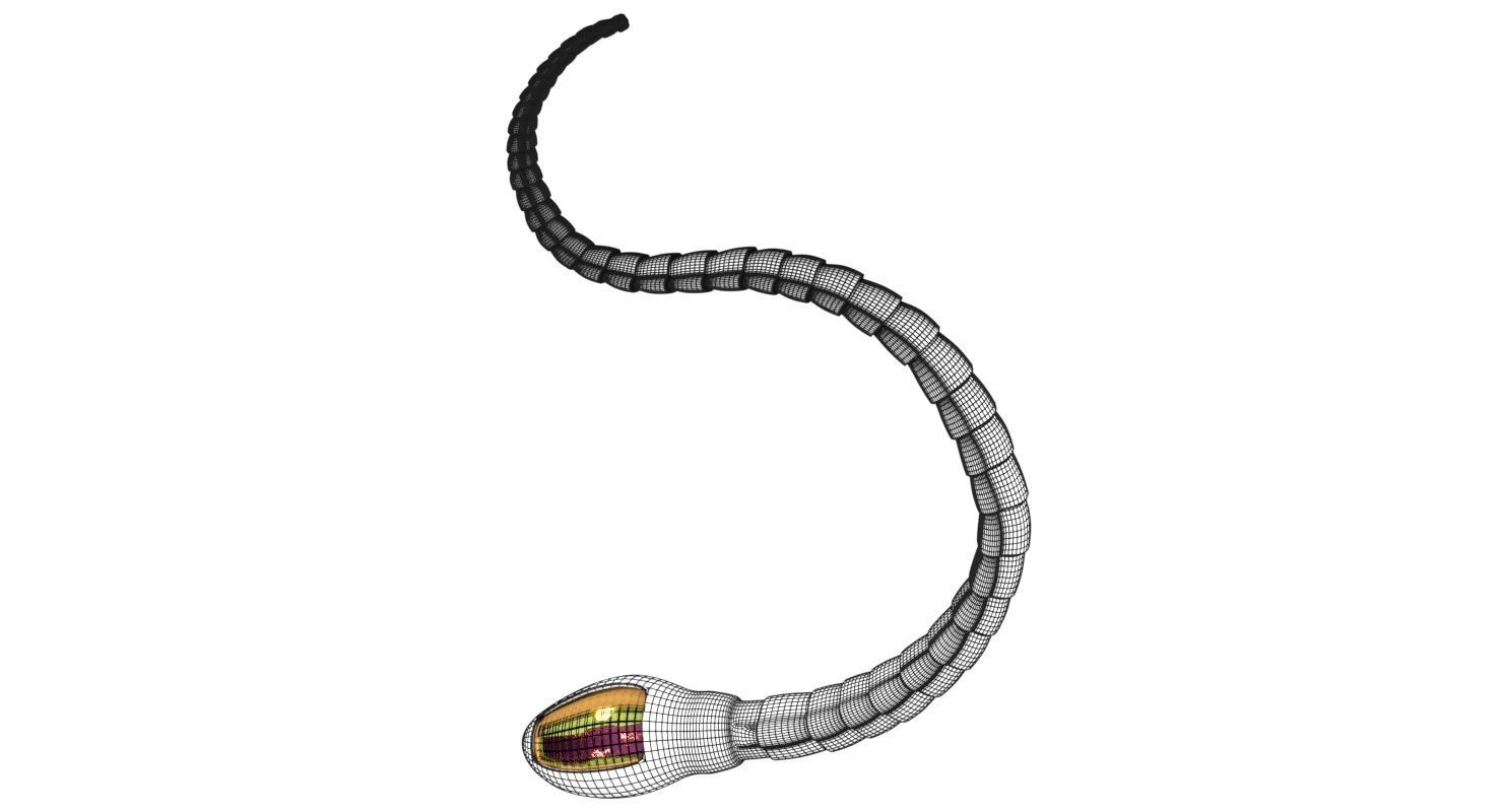 3D sperm spermatozoa 3D model_54