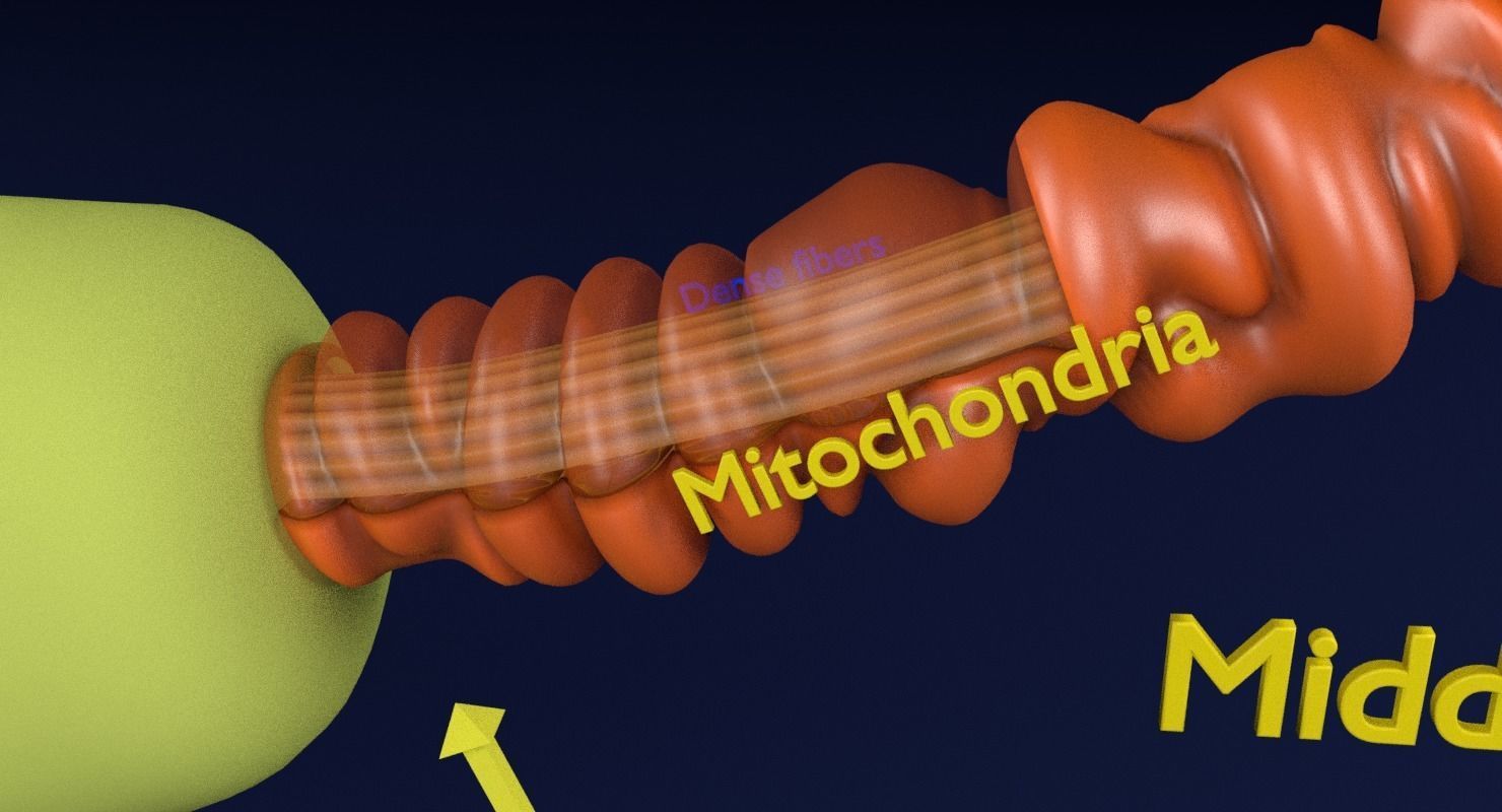 3D sperm spermatozoa 3D model_11
