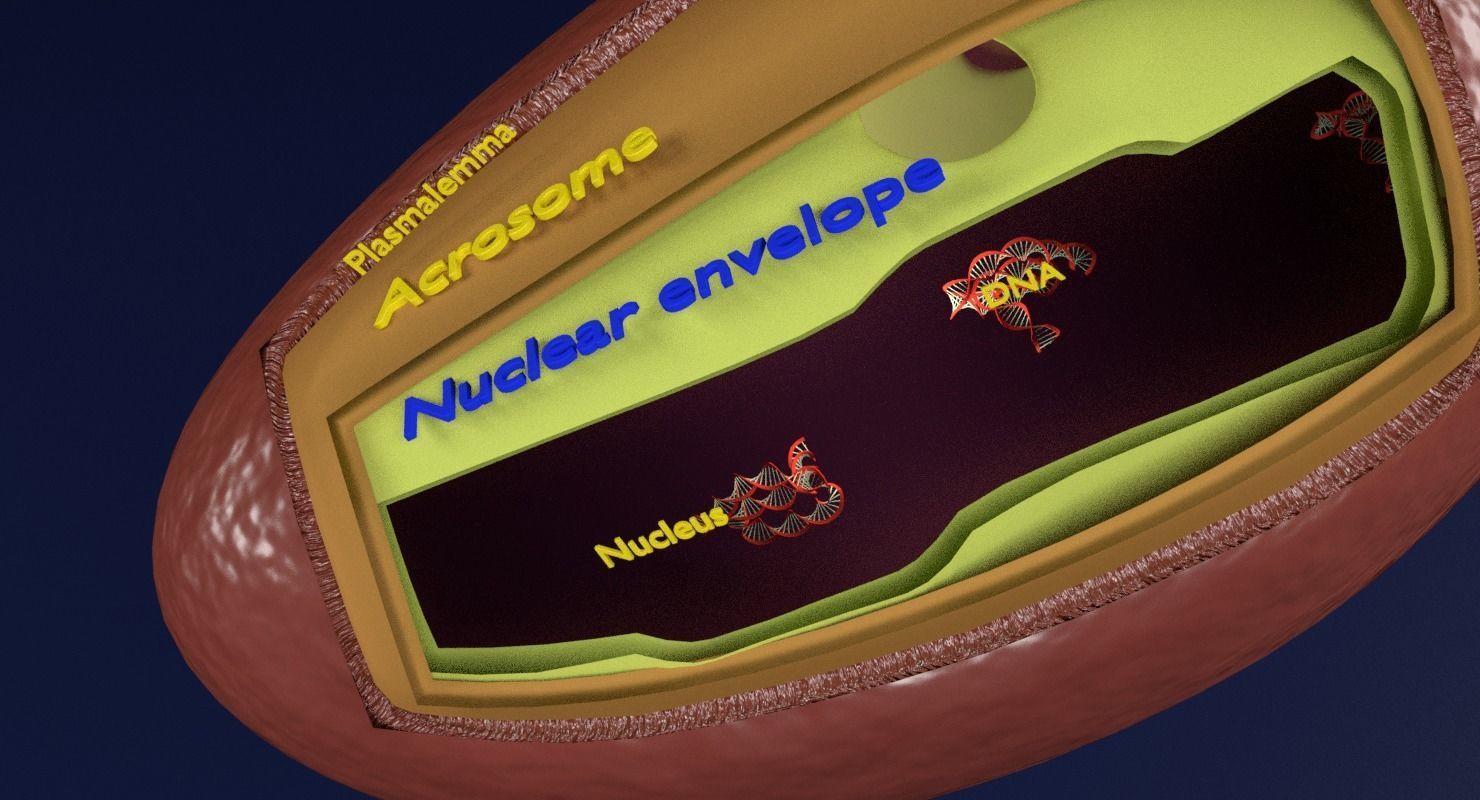 3D sperm spermatozoa 3D model_19