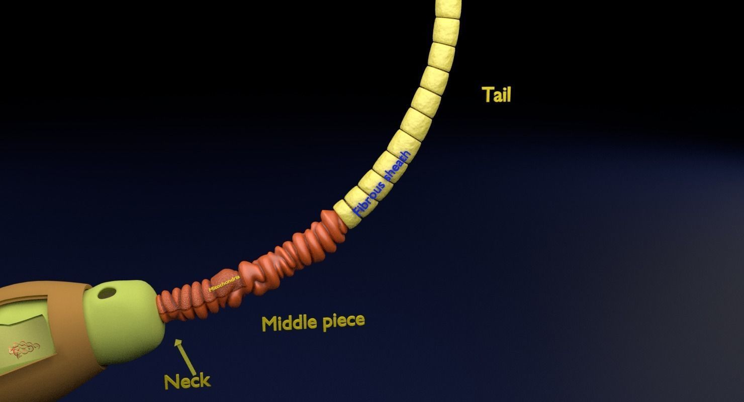 3D sperm spermatozoa 3D model_2