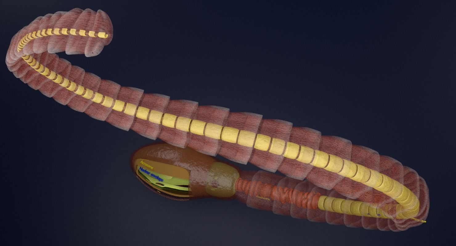 3D sperm spermatozoa 3D model_24