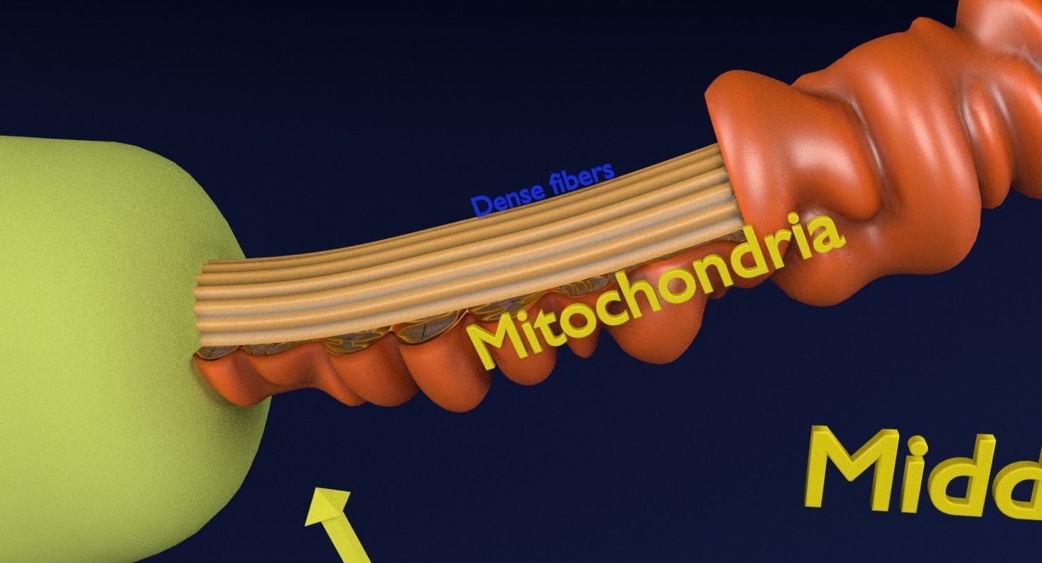 3D sperm spermatozoa 3D model_12