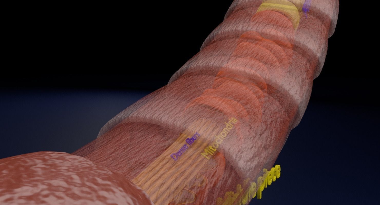 3D sperm spermatozoa 3D model_23