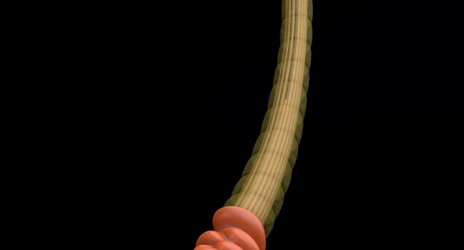 3D sperm spermatozoa 3D model_25