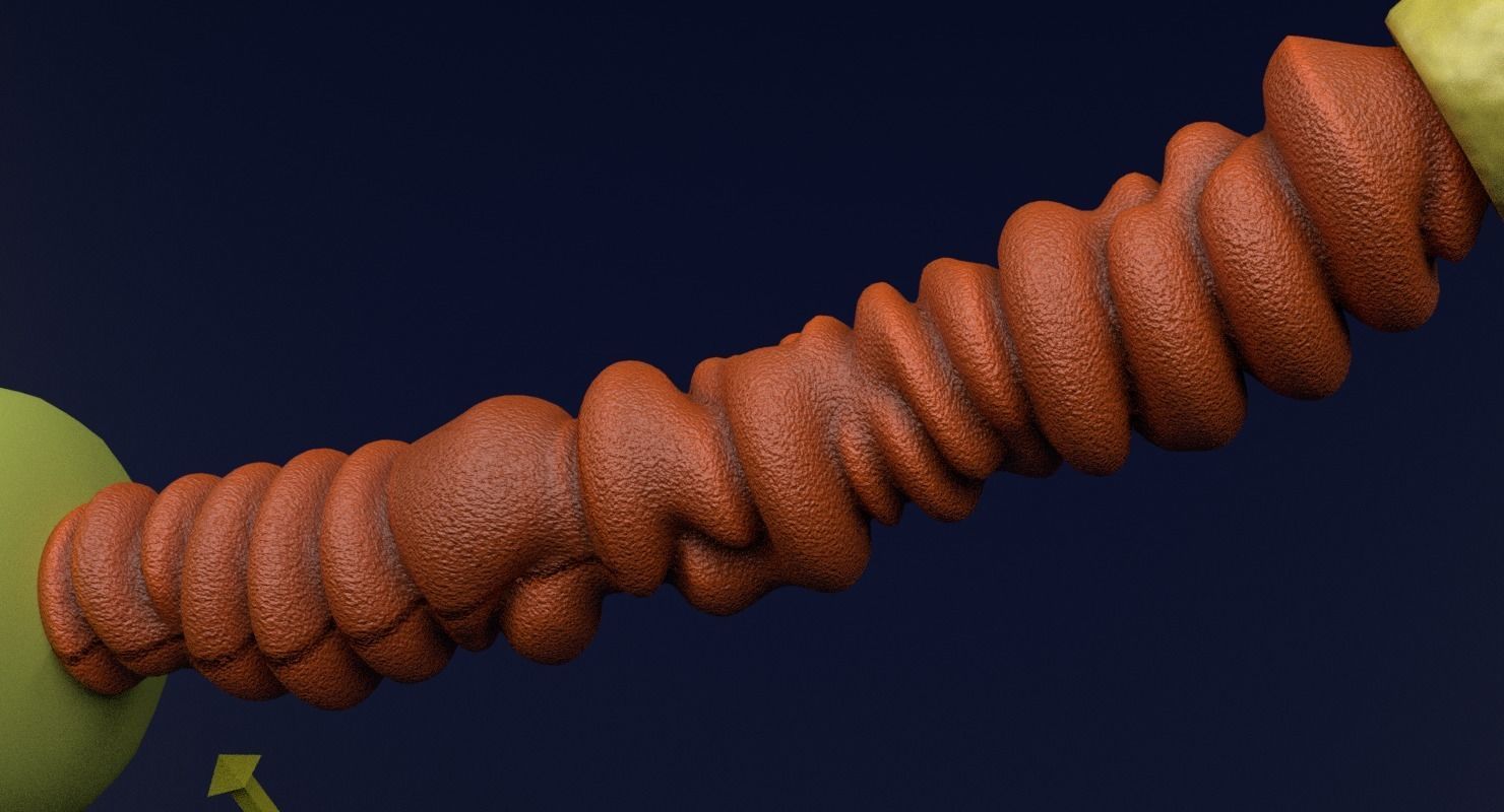 3D sperm spermatozoa 3D model_13