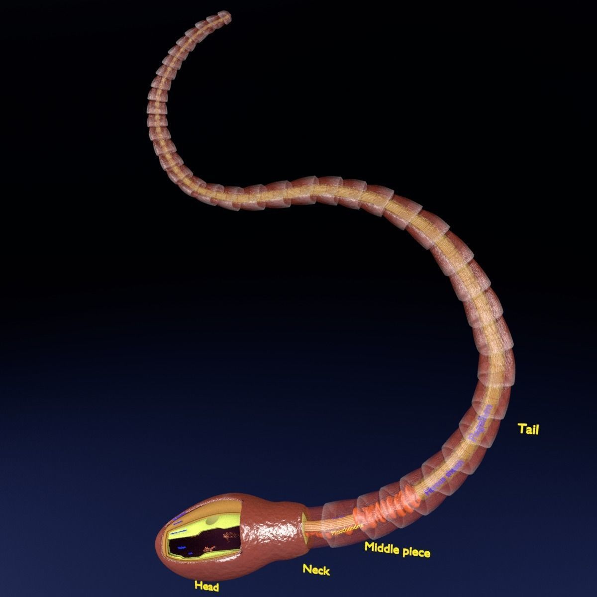 3D sperm spermatozoa 3D model_3