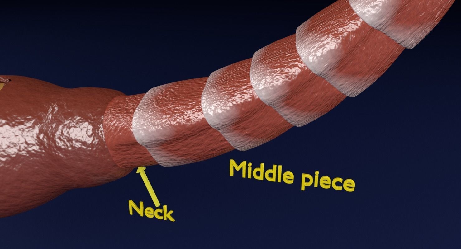 3D sperm spermatozoa 3D model_34