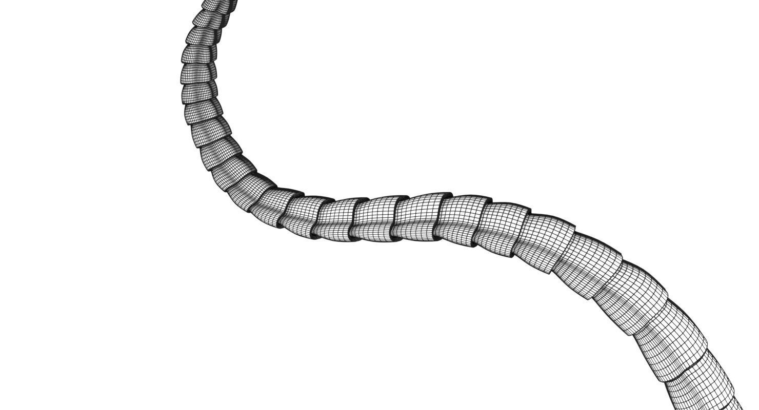 3D sperm spermatozoa 3D model_48