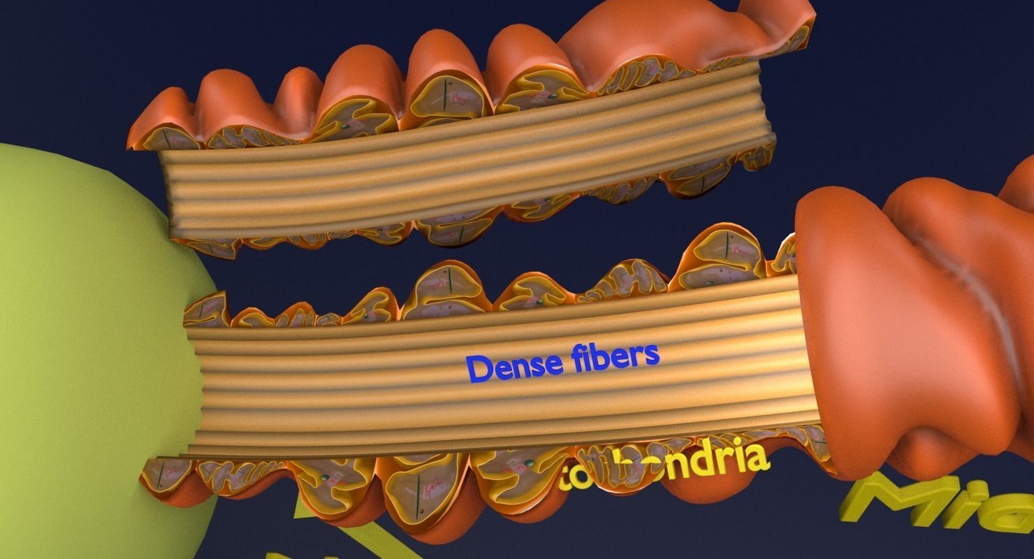 3D sperm spermatozoa 3D model_8