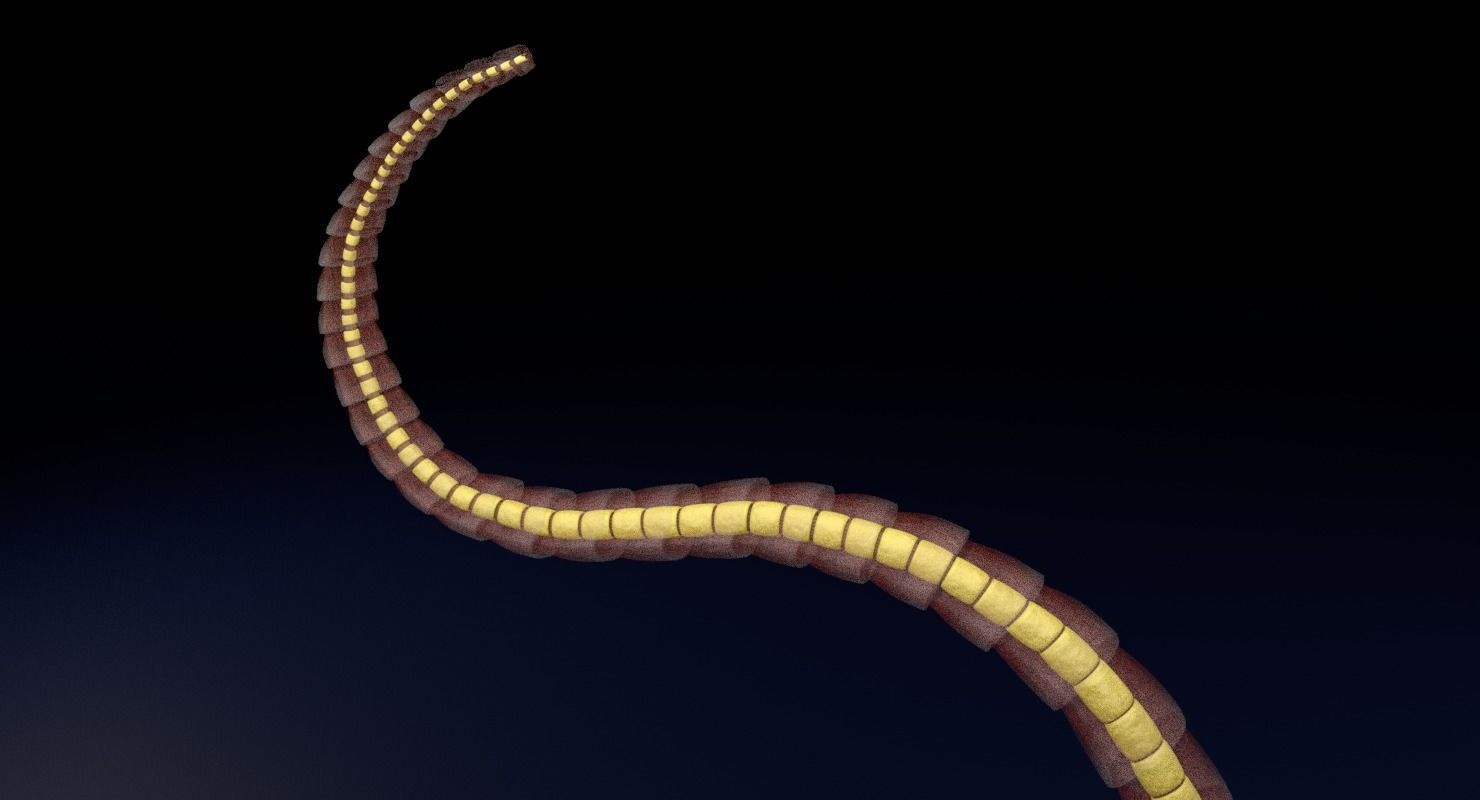 3D sperm spermatozoa 3D model_38