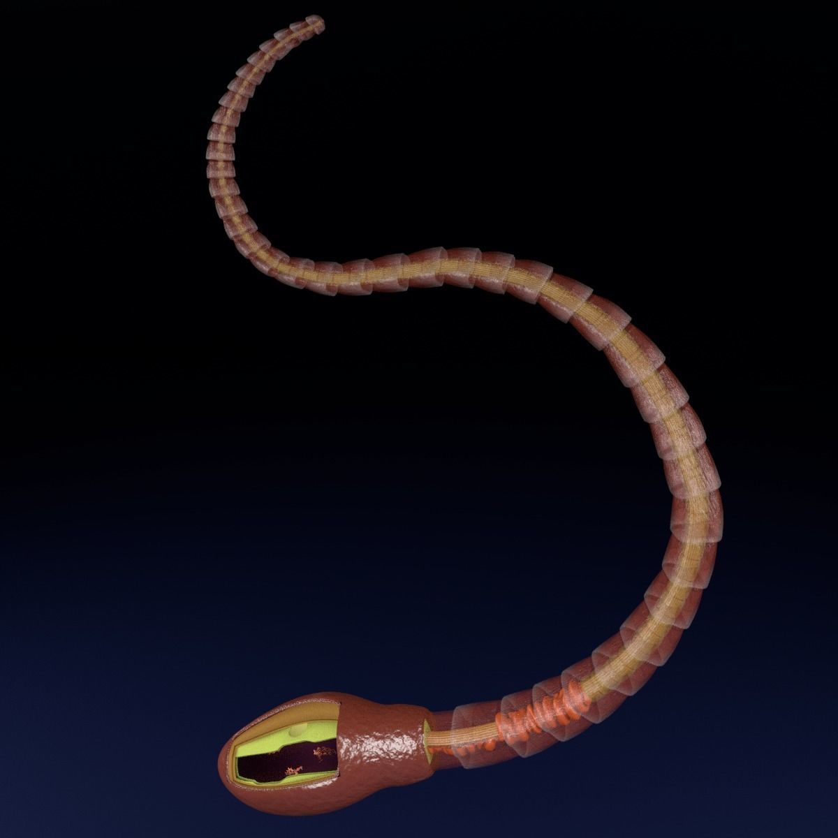 3D sperm spermatozoa 3D model_26