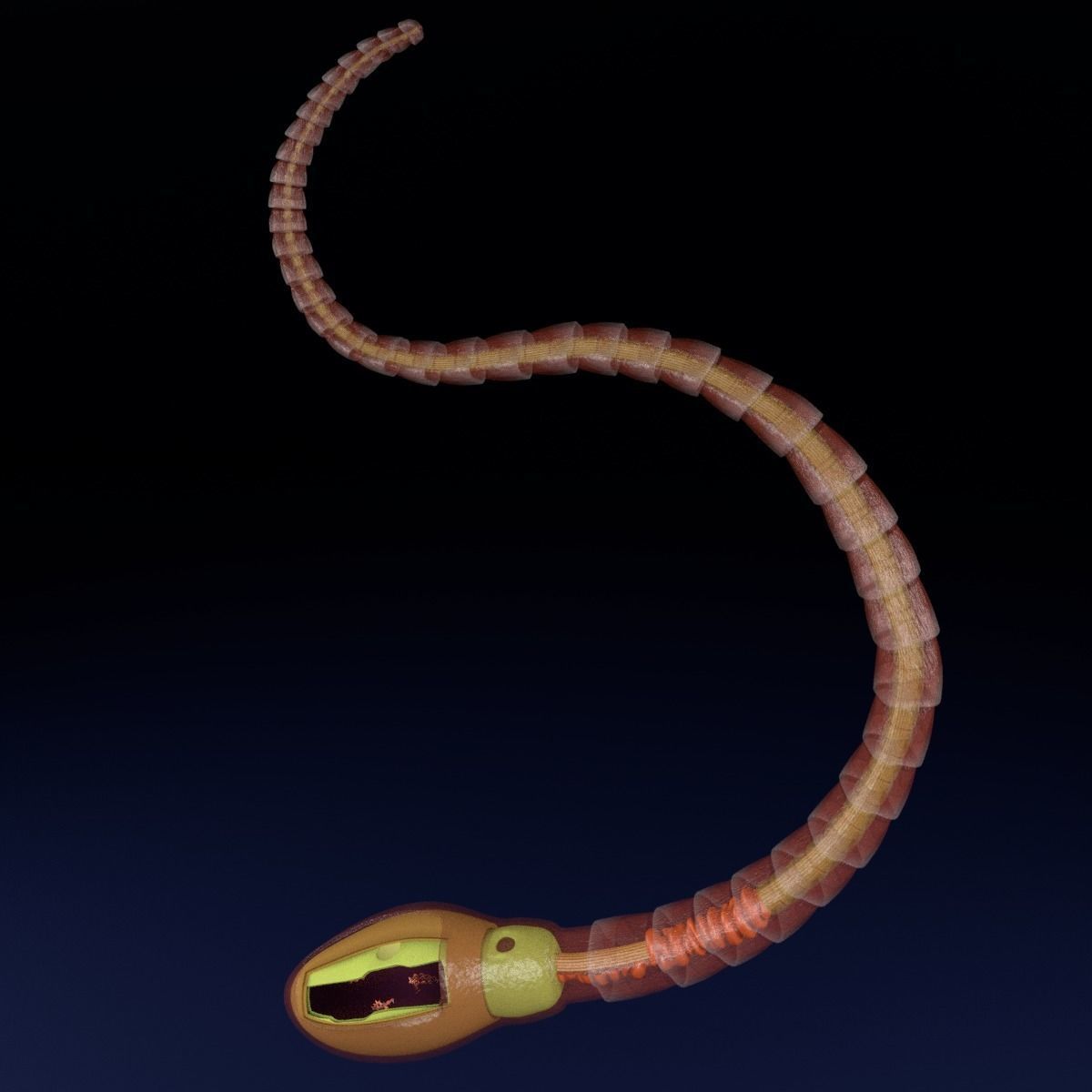 3D sperm spermatozoa 3D model_27