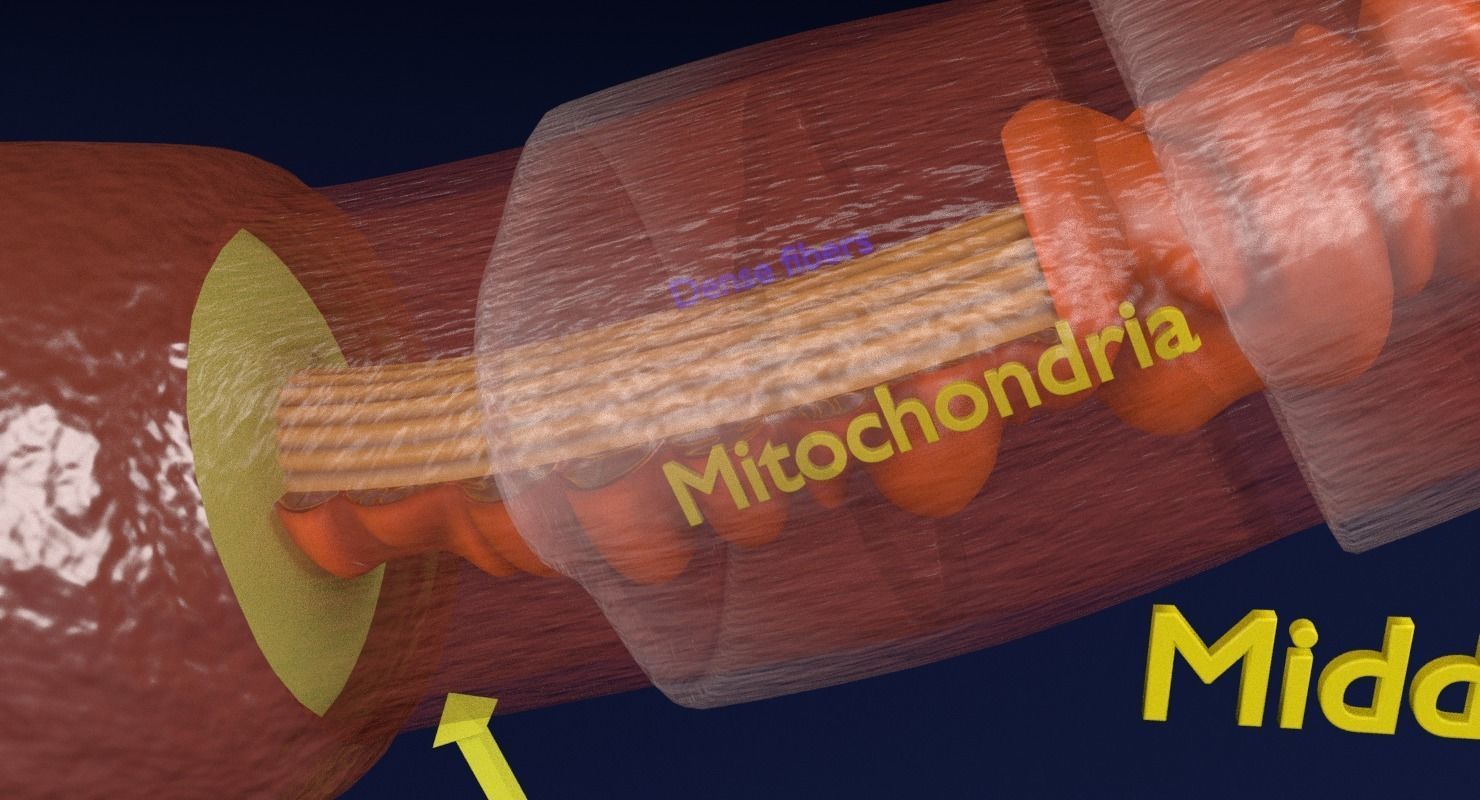 3D sperm spermatozoa 3D model_18