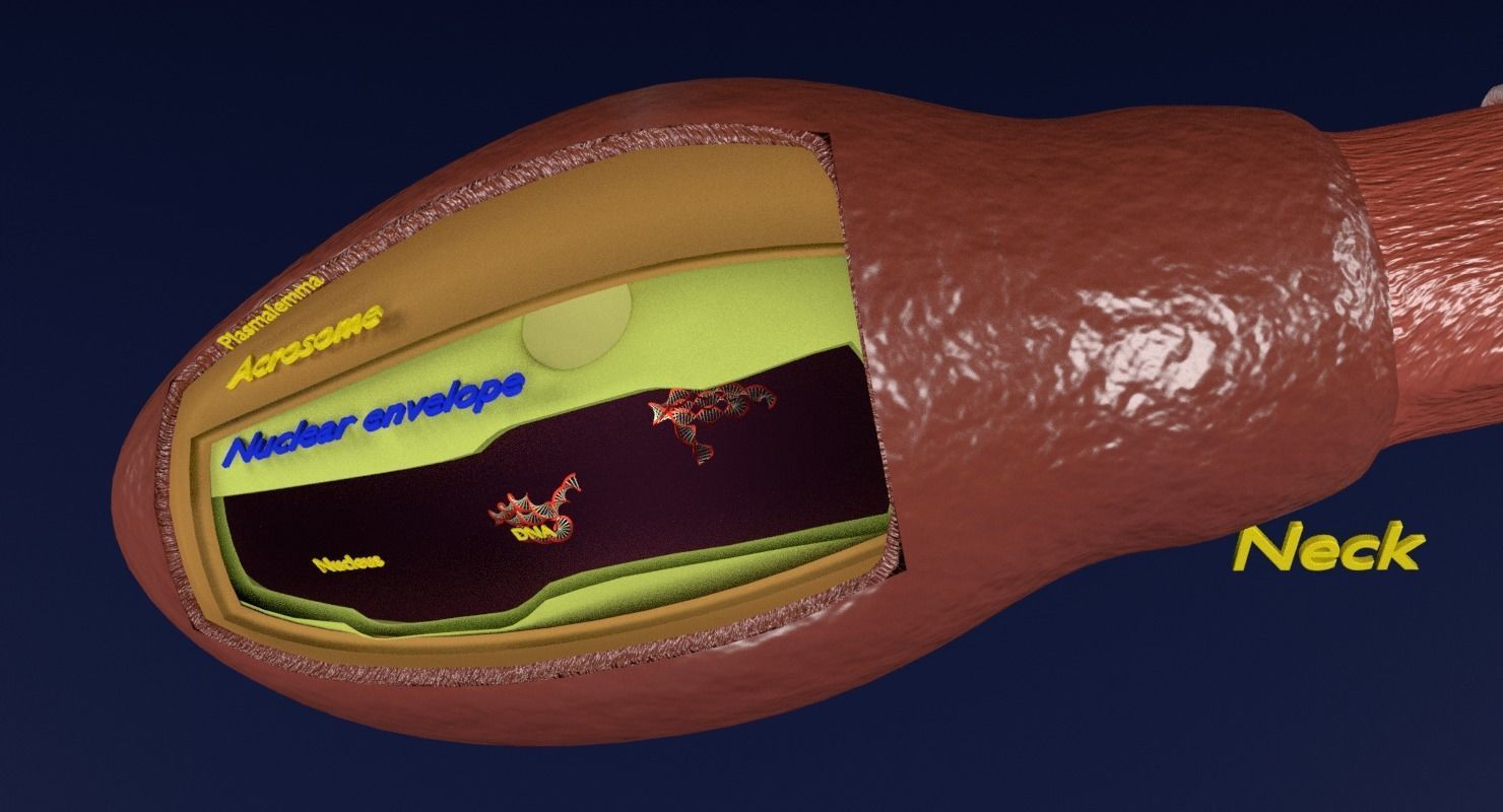 3D sperm spermatozoa 3D model_22