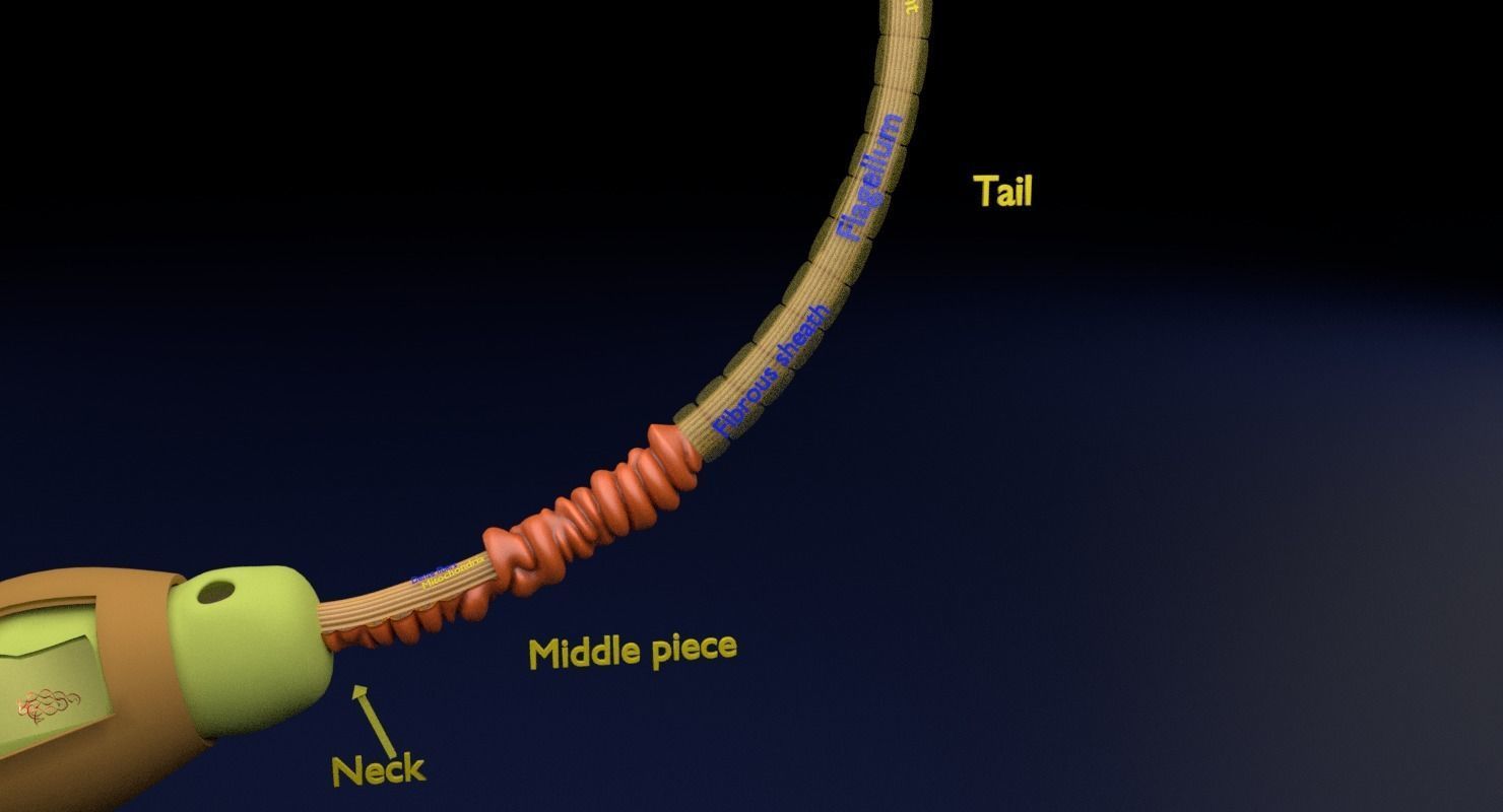3D sperm spermatozoa 3D model_16