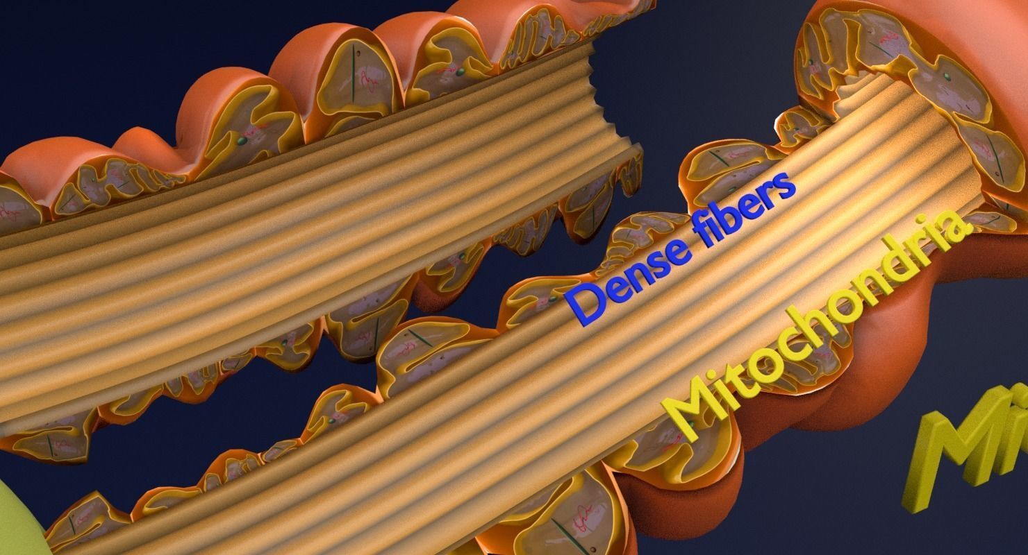 3D sperm spermatozoa 3D model_6