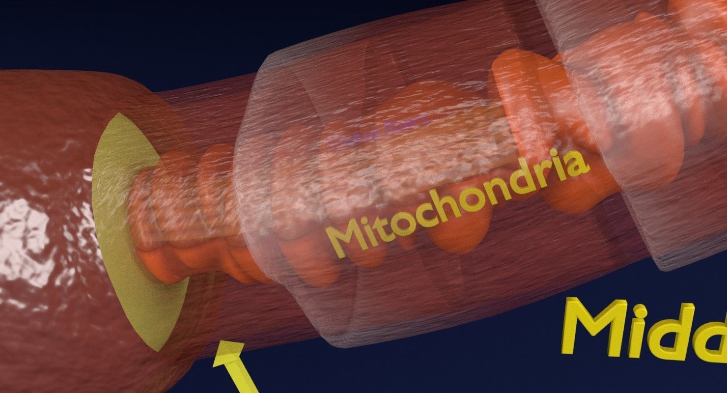 3D sperm spermatozoa 3D model_37