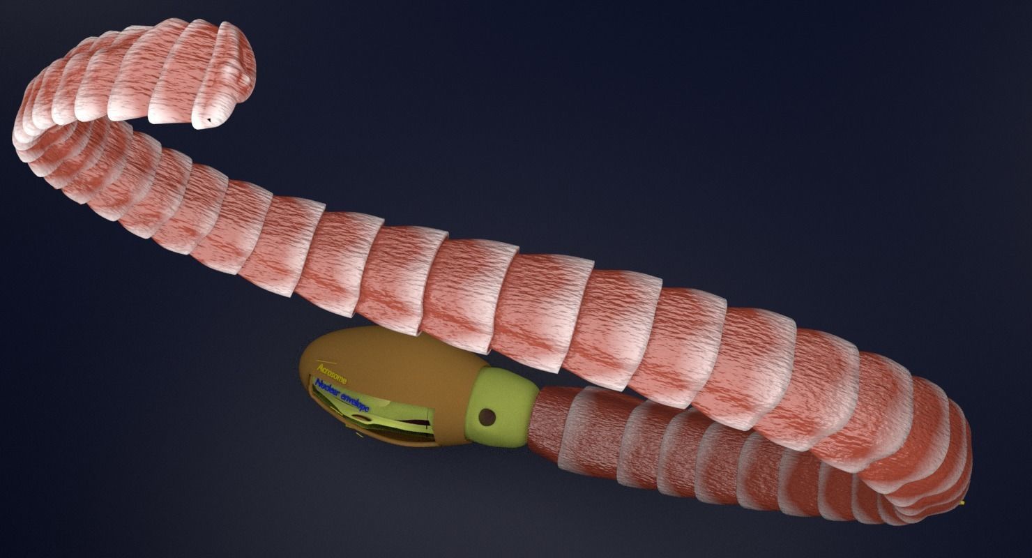 3D sperm spermatozoa 3D model_15