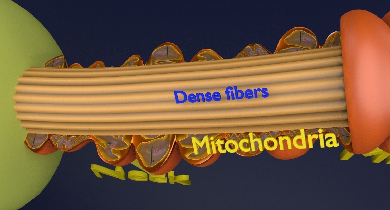 3D sperm spermatozoa 3D model_21