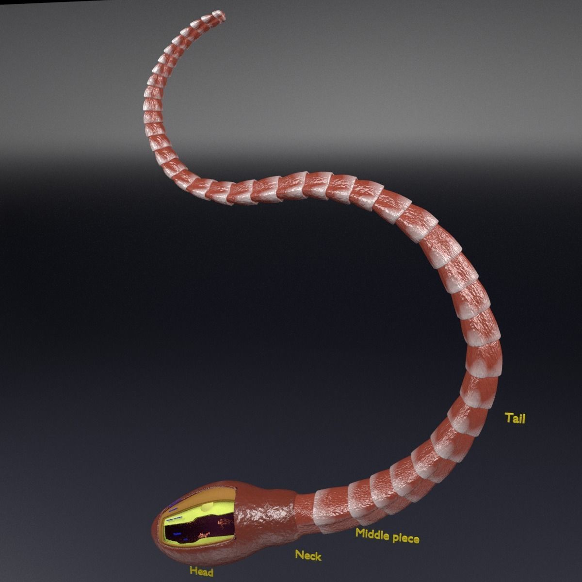 3D sperm spermatozoa 3D model_35