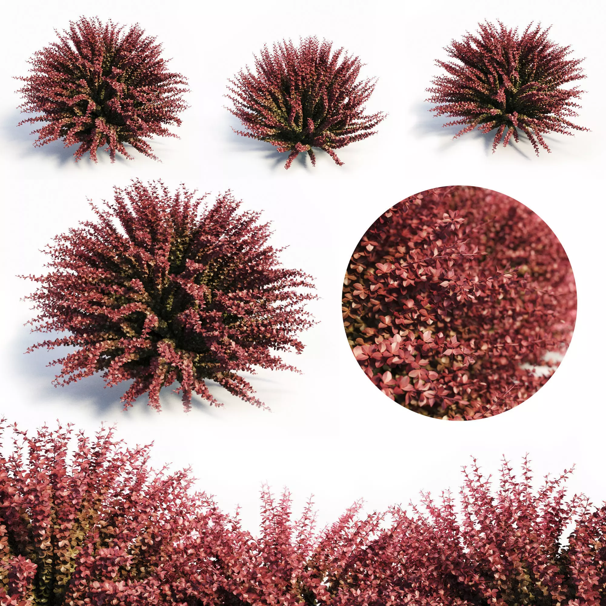 Berberis Thunbergii 3D model