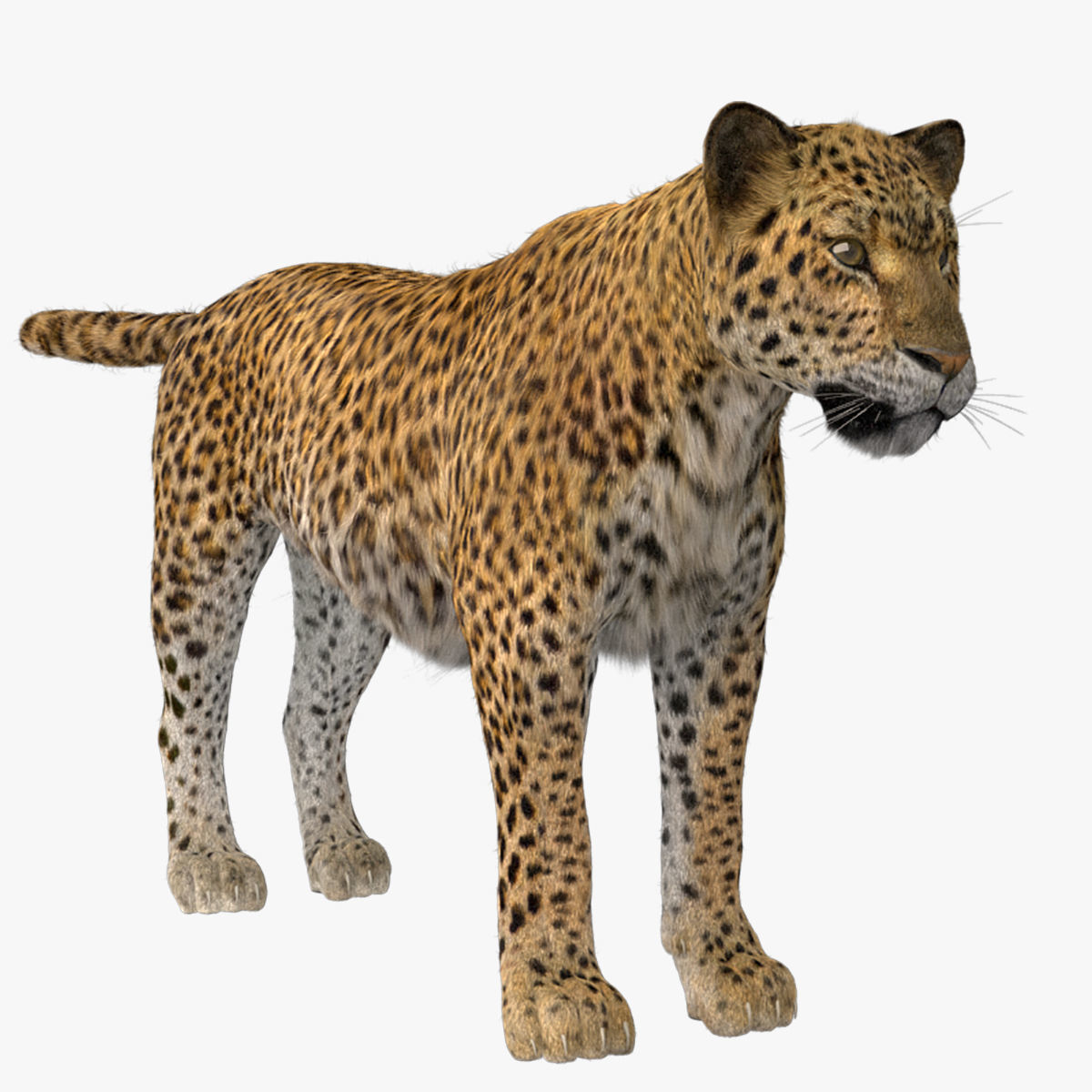 Leopard Fur model 3D model_1