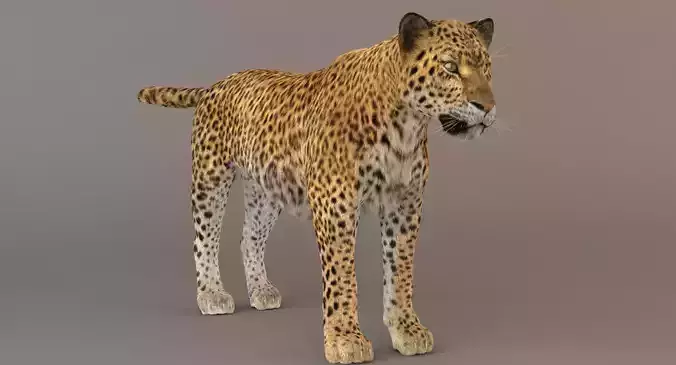 Leopard Fur model