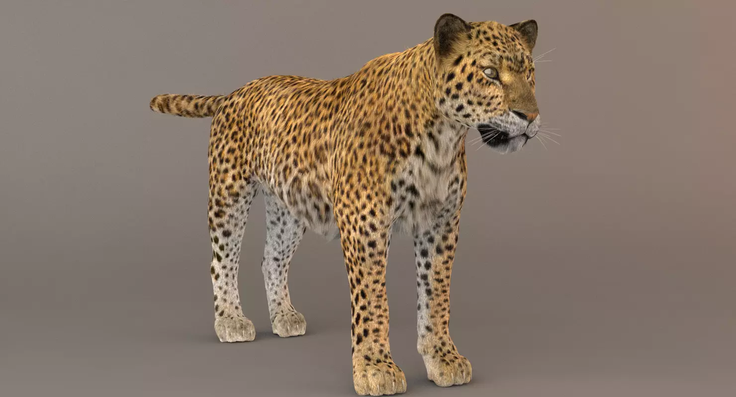 Leopard Fur model 3D model_0