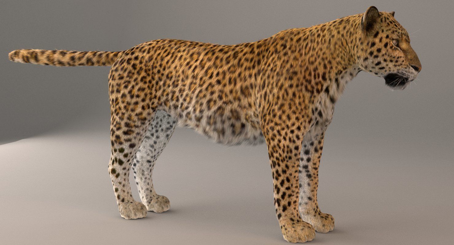 Leopard Fur model 3D model_6