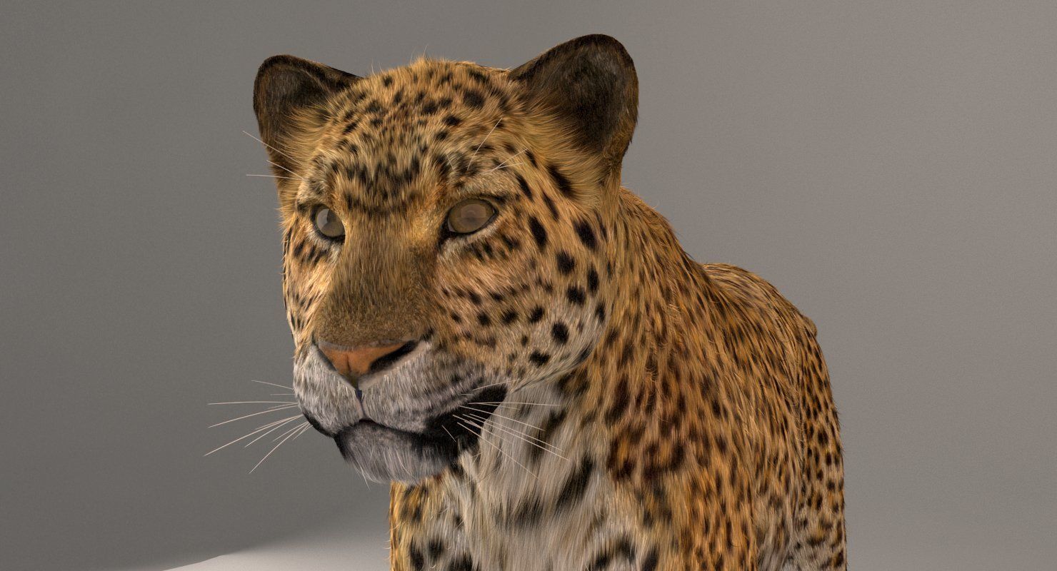 Leopard Fur model 3D model_5