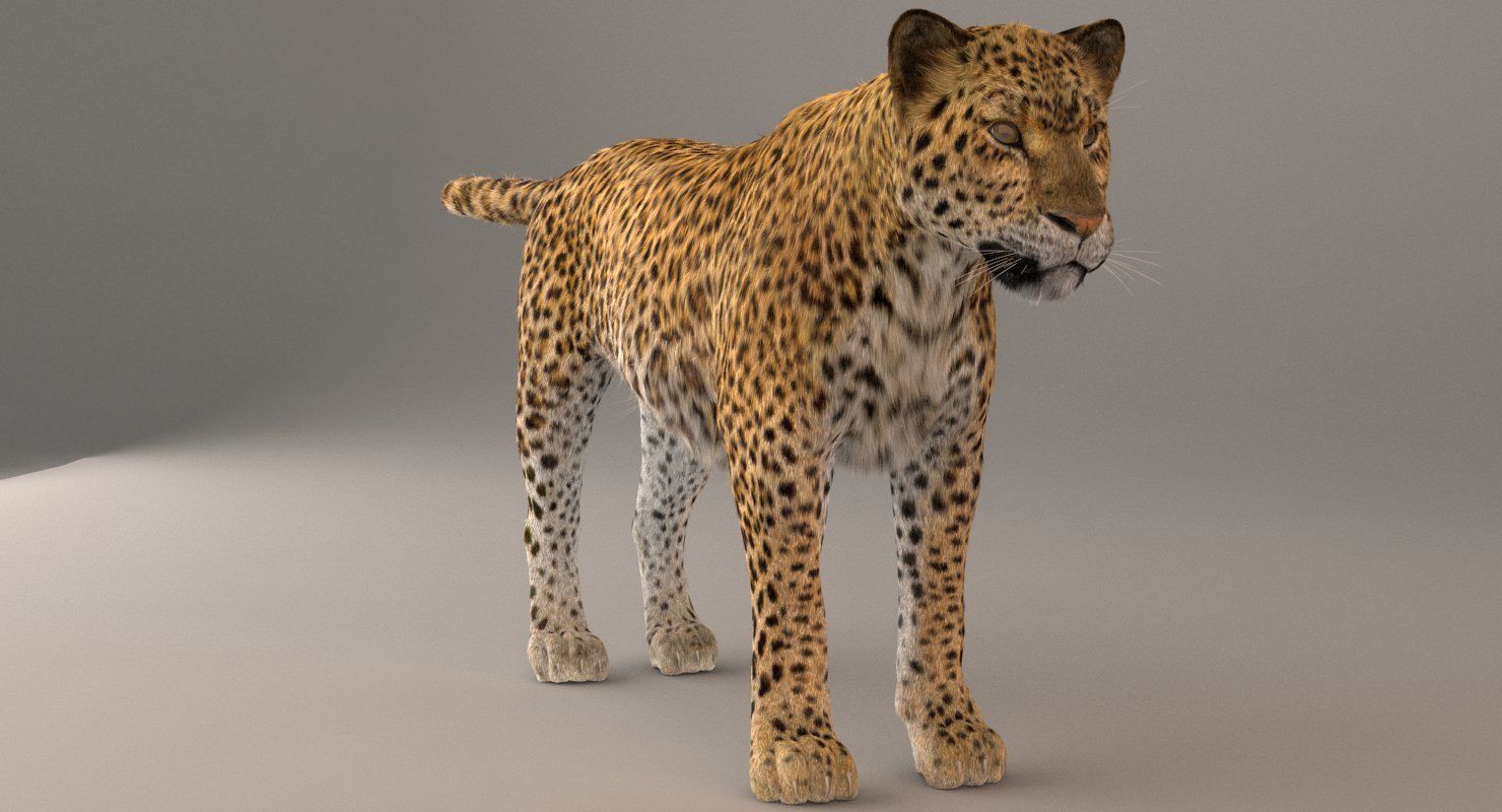 Leopard Fur model 3D model_4