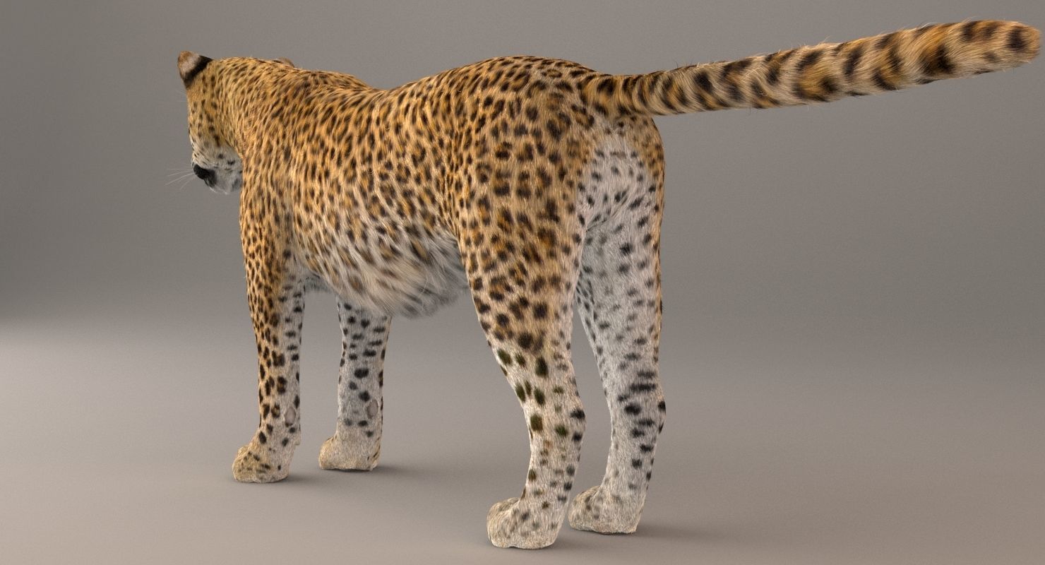 Leopard Fur model 3D model_11