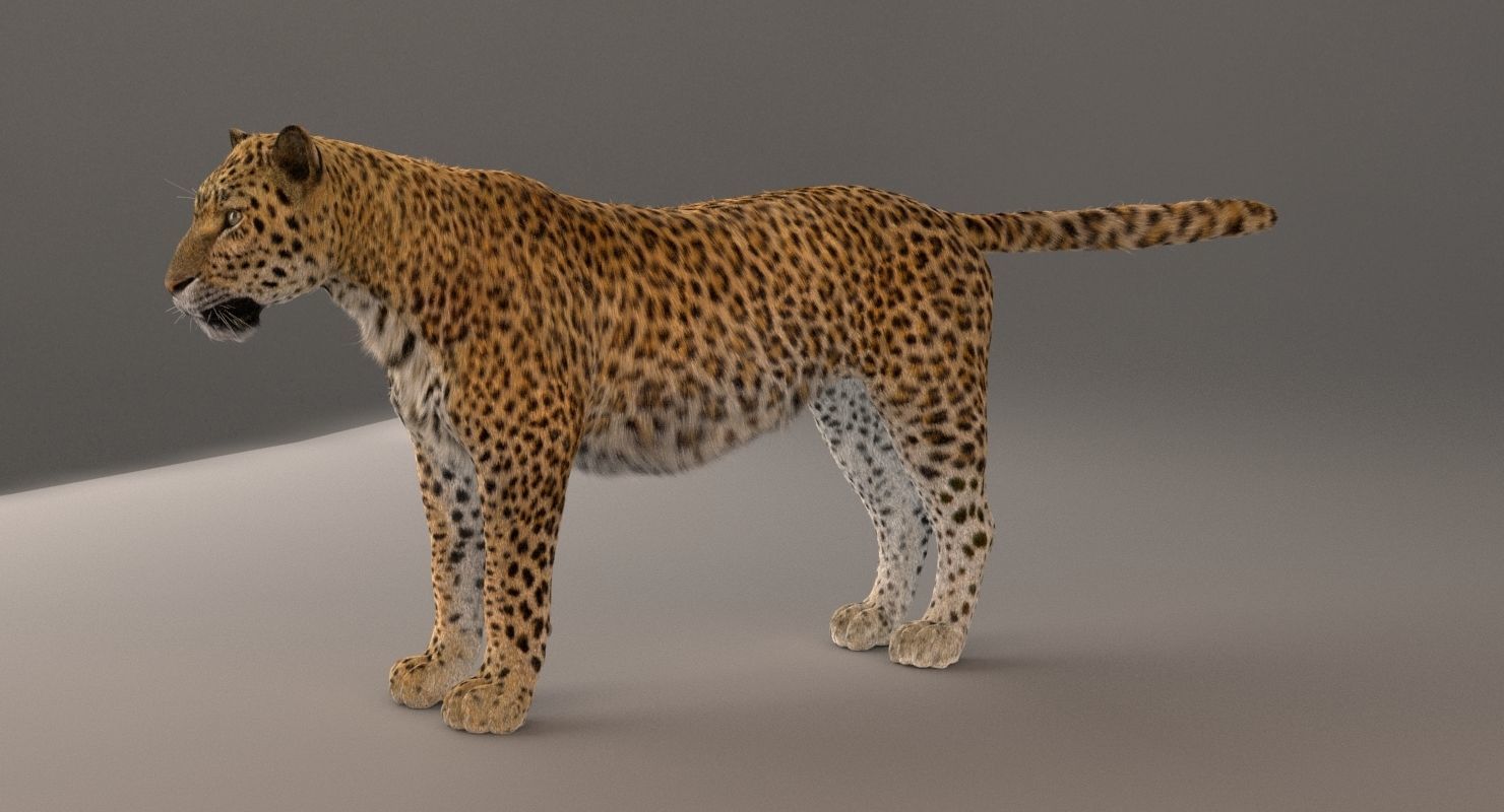 Leopard Fur model 3D model_9