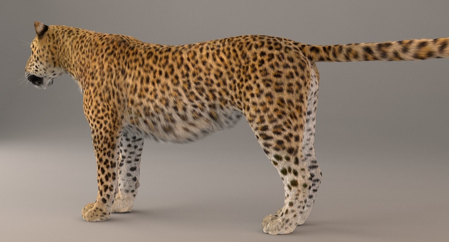 Leopard Fur model 3D model_10
