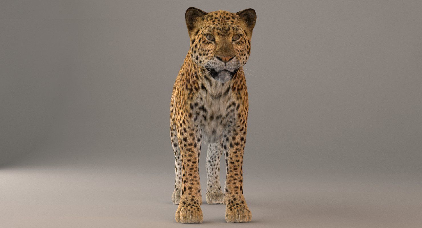 Leopard Fur model 3D model_3