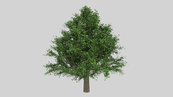 OAK  WITH PARTICLE SYSTEM 3D model