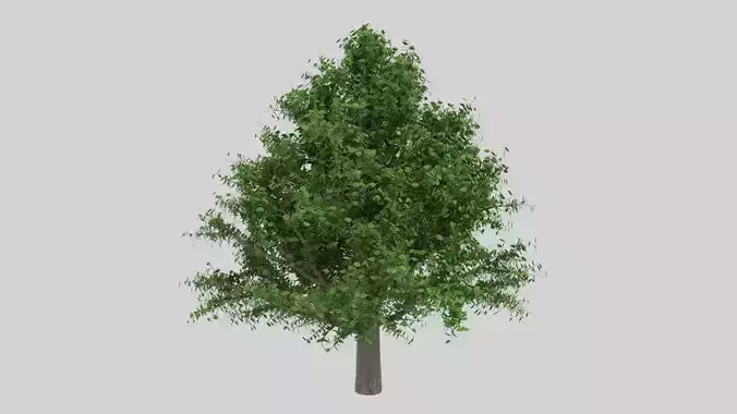 OAK  WITH PARTICLE SYSTEM 3D model