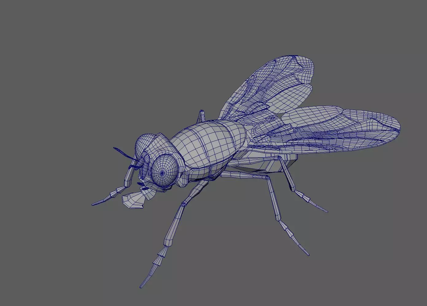 3Dfly fly 3D model_0