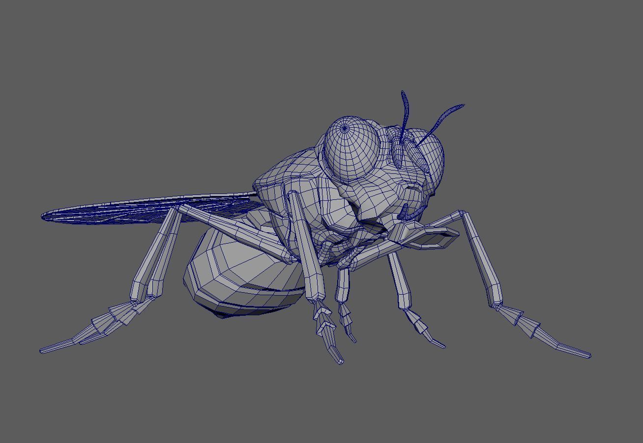 3Dfly fly 3D model_1