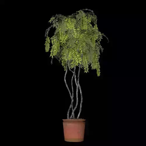 Plant House Flowers Pot