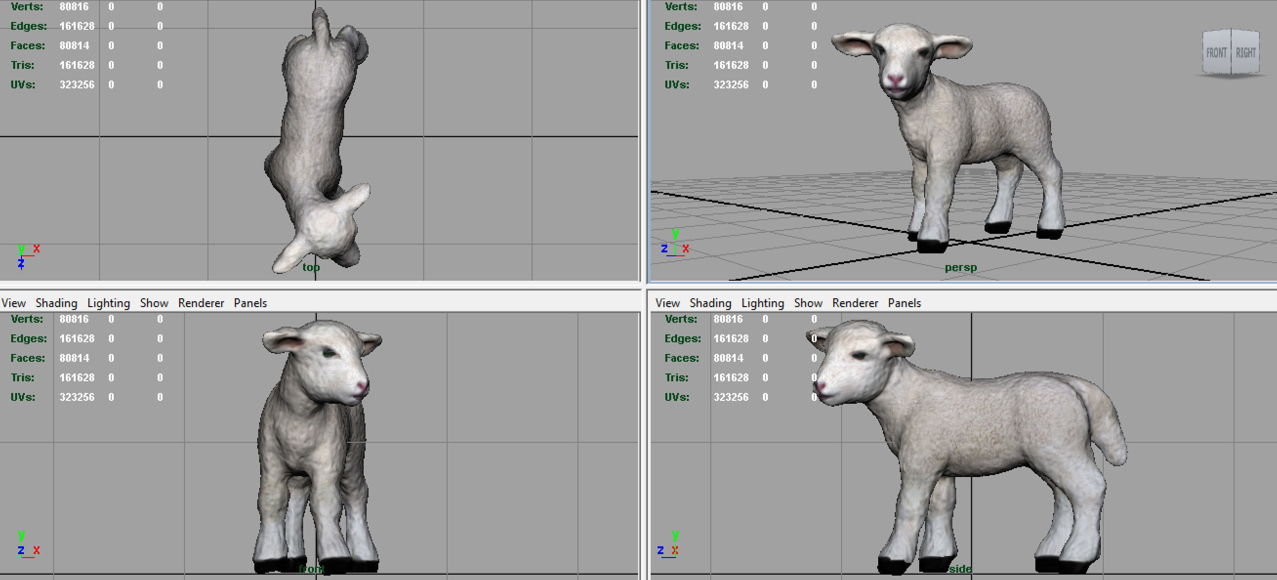SHEEP lamb 3D model_8