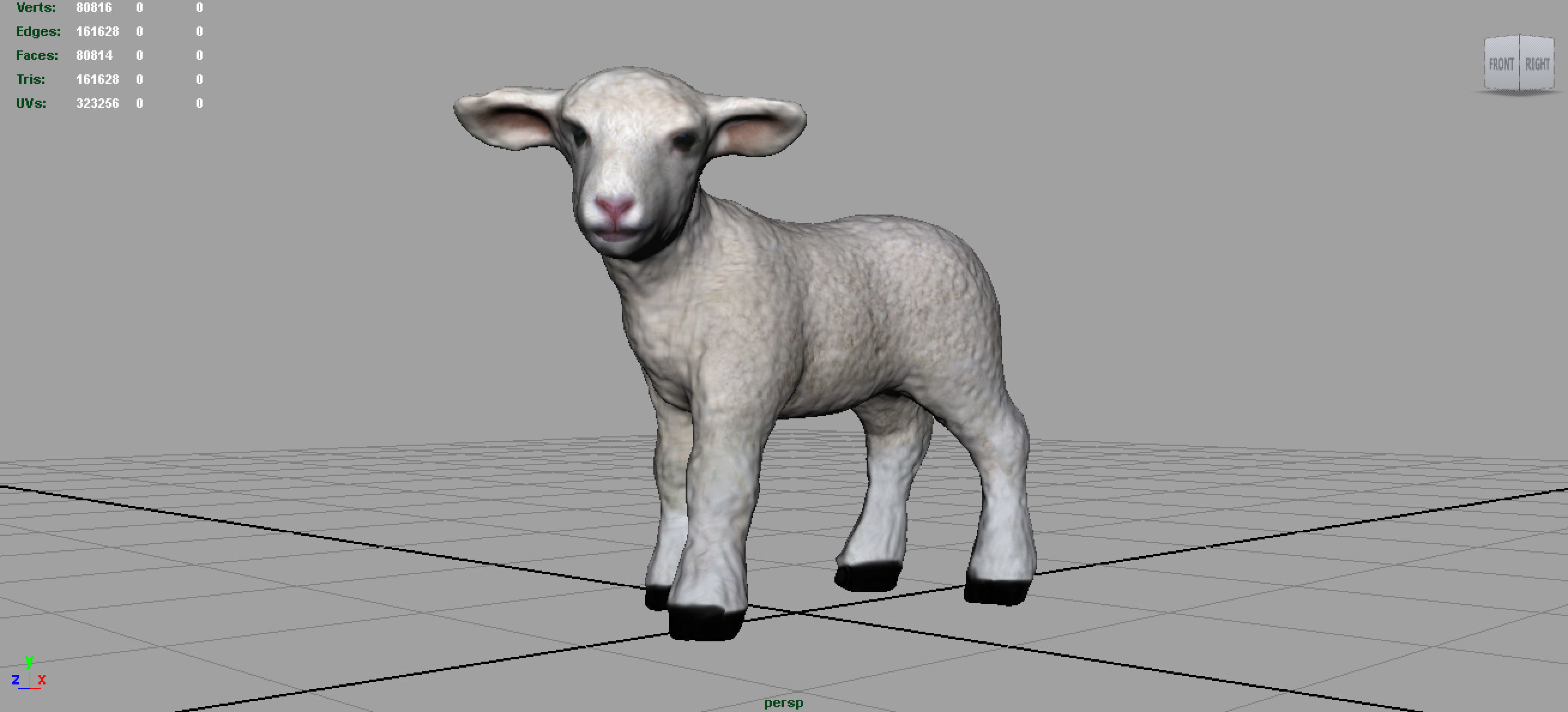 SHEEP lamb 3D model_2