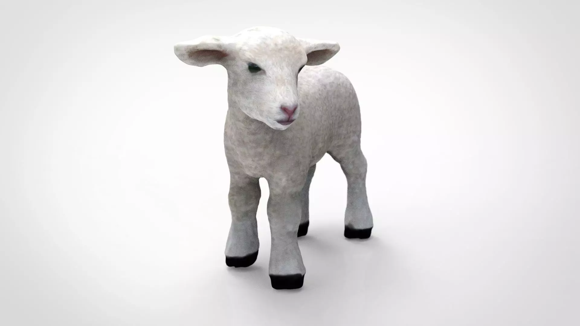 SHEEP lamb 3D model_0