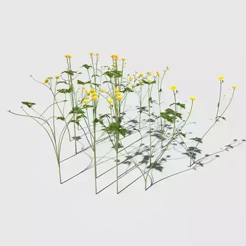 Creeping Buttercup Flower Pack