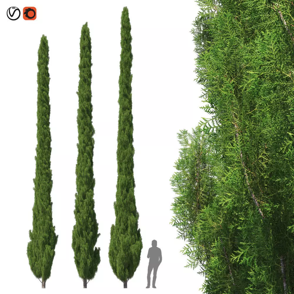 Cupressus 9-10m 3D model_0