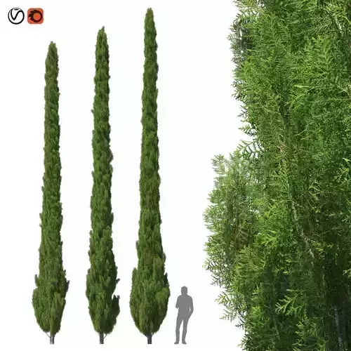 Cupressus 9-10m 3D model